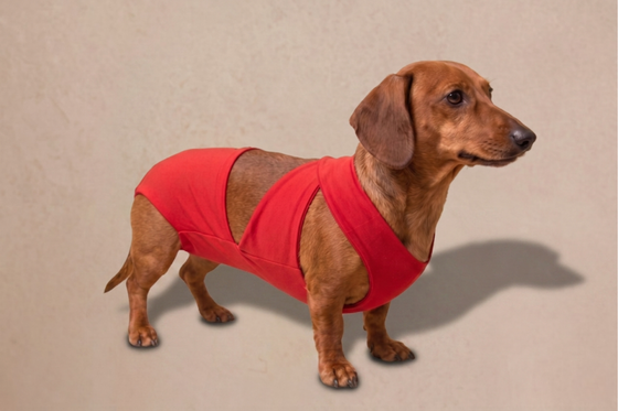 Nicoya Dog Swimwear One Piece